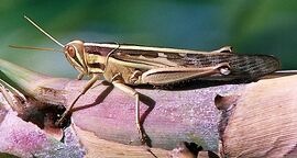 Red locust (Nomadacris septemfasciata)
