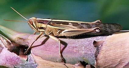 Red locust (Nomadacris septemfasciata)