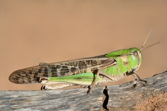 Migratory locust (Locusta migratoria)