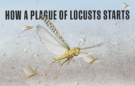 See how a plague of locusts forms