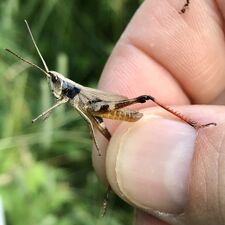 Sprinkled broad-winged grasshopper (Chloealtis conspersa)