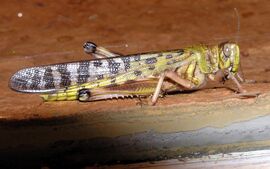 Desert locust (Schistocerca gregaria)