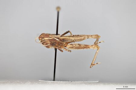 Ageneotettix deorum