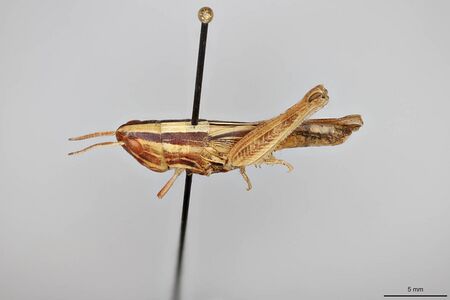 Amphitornus coloradus
