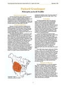 ARS species fact sheet Packard Grasshopper