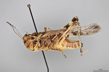 Trachyrhachys kiowa