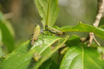Moruga grasshopper (Coscineuta virens)