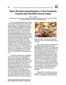 Spur-throated grasshopper of the Canadian Prairies and Northern Great Plains