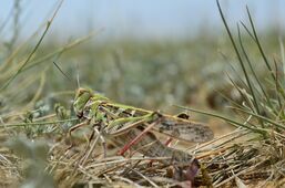 Mongolian locust (Oedaleus asiaticus)