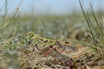 Mongolian locust (Oedaleus decorus)