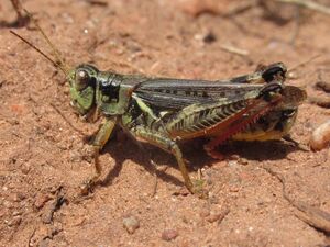 Bruner spur-throated grasshopper (Melanoplus bruneri)