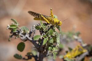 Desert locust eating ©FAO/Sven Torfinn