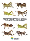 Pest grasshoppers in Oregon