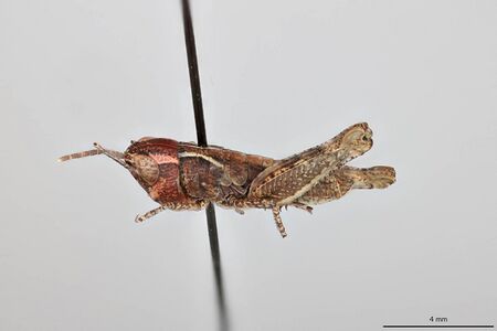 Ageneotettix deorum