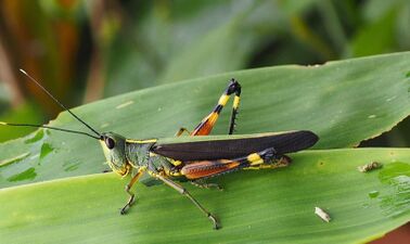 Yellow-spined bamboo locust (Ceracris kiangsu)