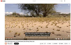 Learn more about locusts and what makes them swarm