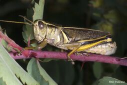 Two-striped grasshopper (Melanoplus bivittatus)