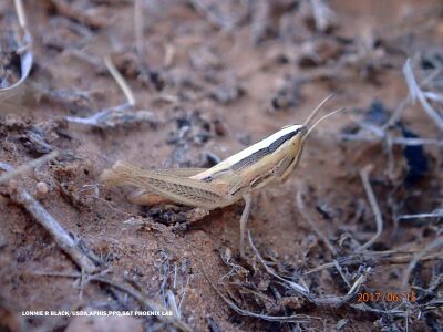 Amphitornus coloradus